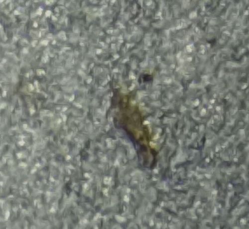 Green Lacewing Larva (Junk Bug or Trash Bug)