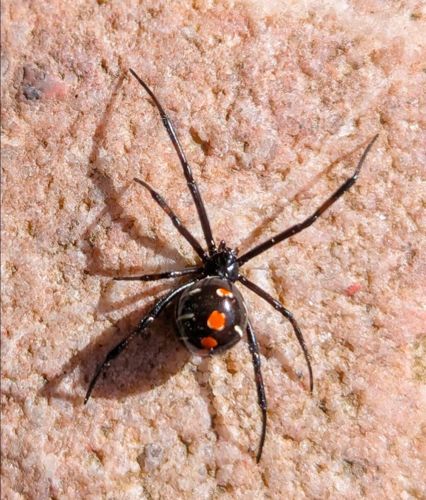 Brown Widow Spider