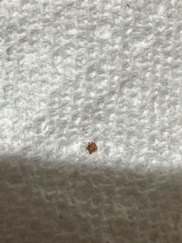 Carpet Beetle (likely Varied Carpet Beetle or Black Carpet Beetle)