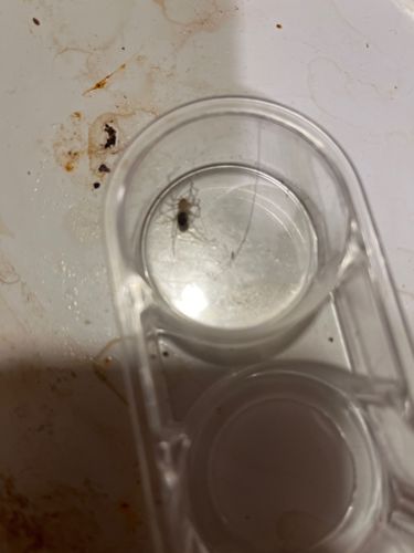 Cellar Spider or Daddy Long-Legs Spider