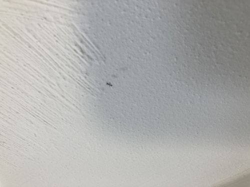 Phorid Fly (Scuttle Fly)