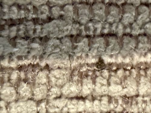 Carpet beetle (likely larval stage)