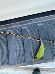 Butterfly (Chrysalis stage) and Soft Scales