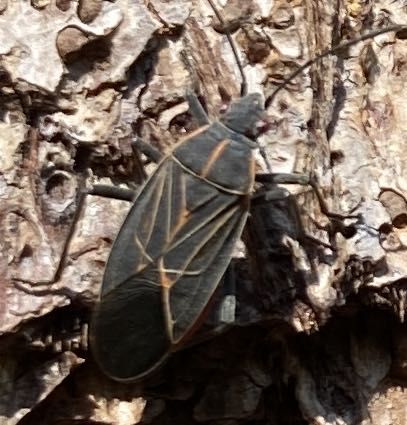 Western Conifer Seed Bug