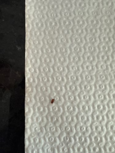 Confused Flour Beetle