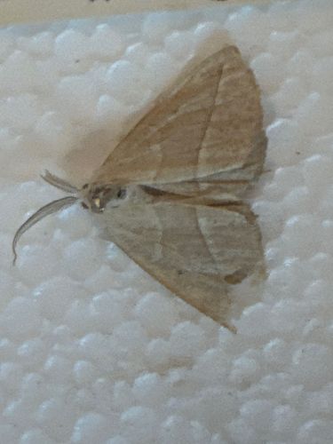 Moth