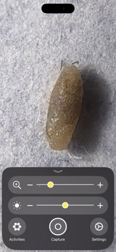 Fly Puparium (Fly Pupa)