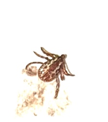 American Dog Tick