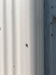 Sawtoothed Grain Beetle