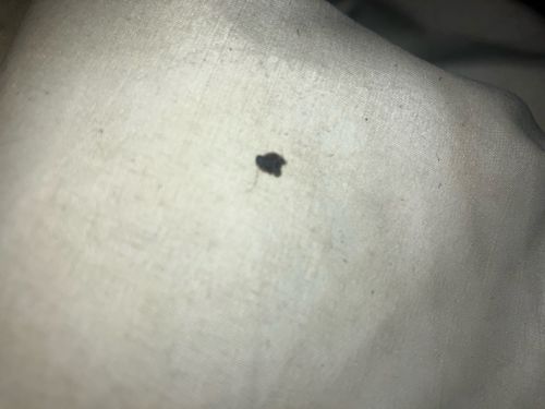 Carpet Beetle (Larva)