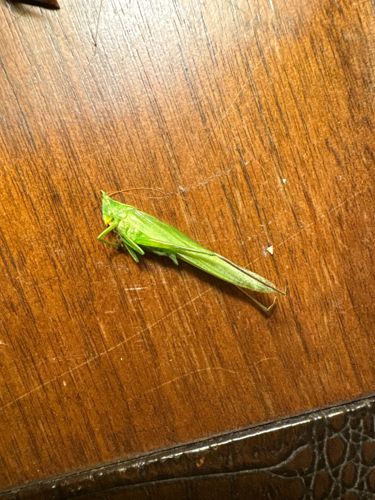 Katydid