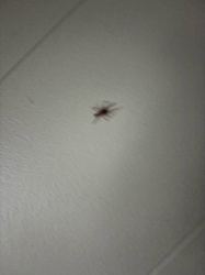 Common House Spider (or similar cobweb weaver)