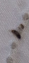 Carpet Beetle Larva