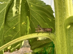 Differential Grasshopper