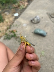 Differential Grasshopper
