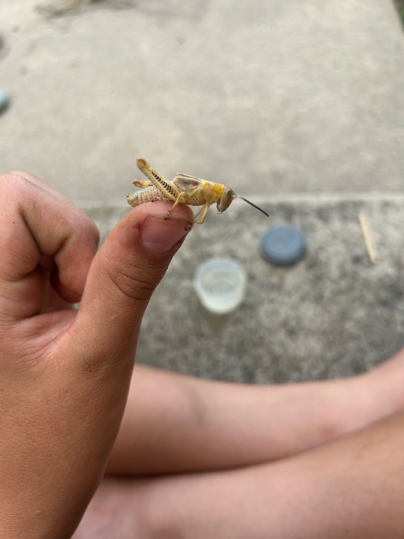 Differential Grasshopper nymph