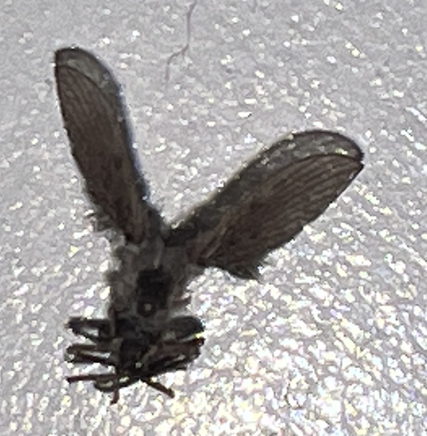 Dobsonfly (likely male)