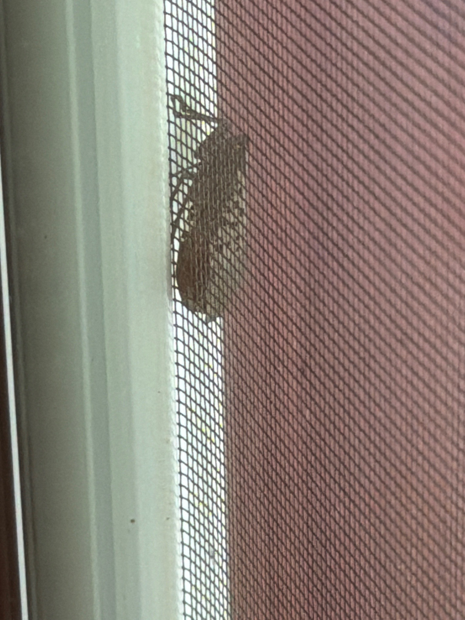Dog-day Cicada
