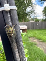Dog-day cicada