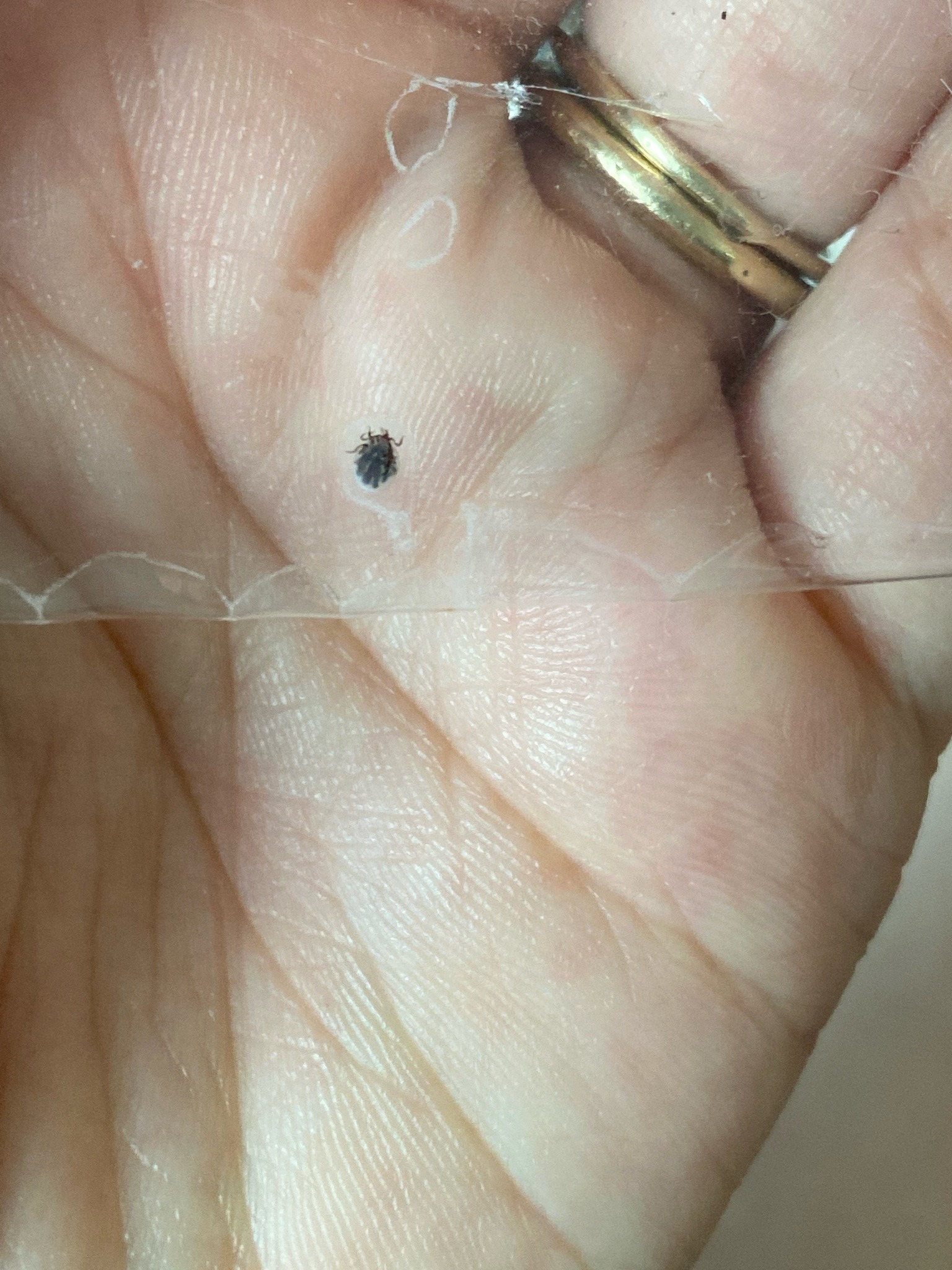 Dog Tick (Nymph)