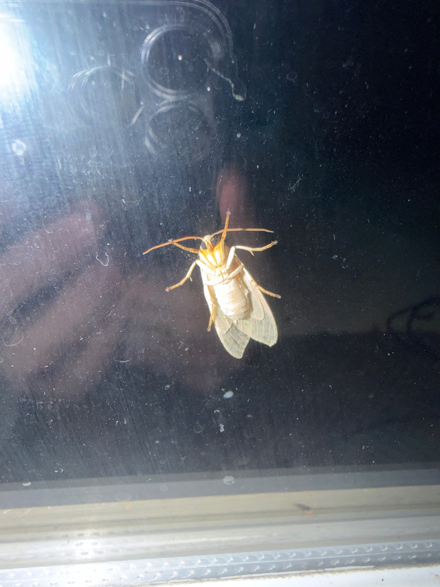 Dogbane Tiger Moth