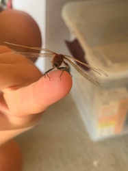 Dragonfly