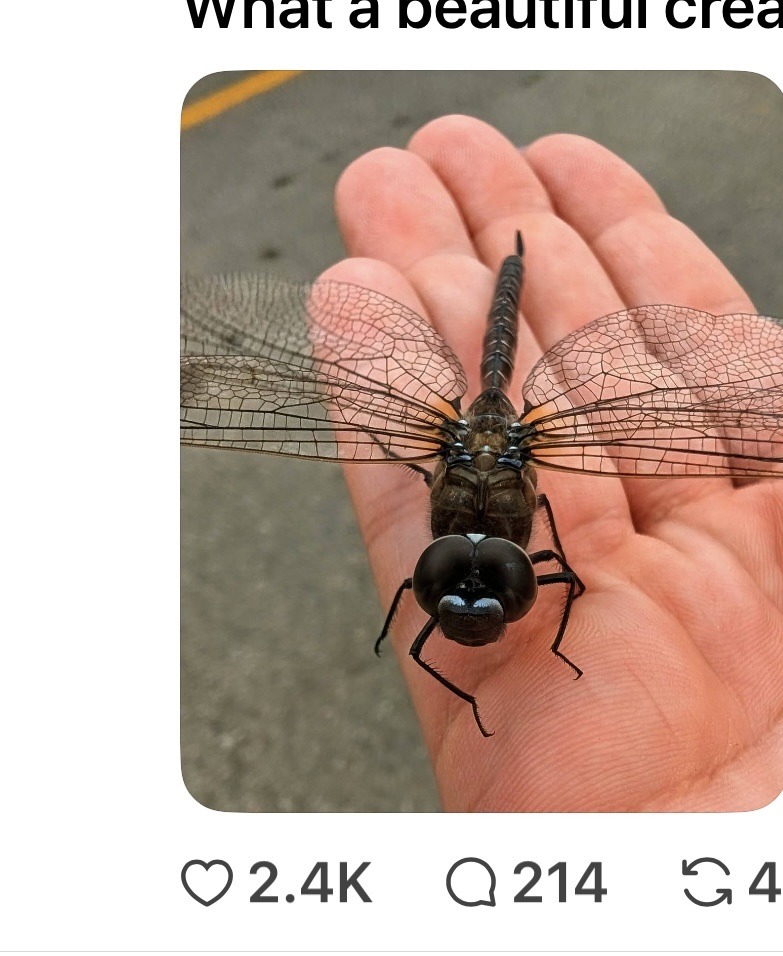 Dragonhunter (a giant darner dragonfly)