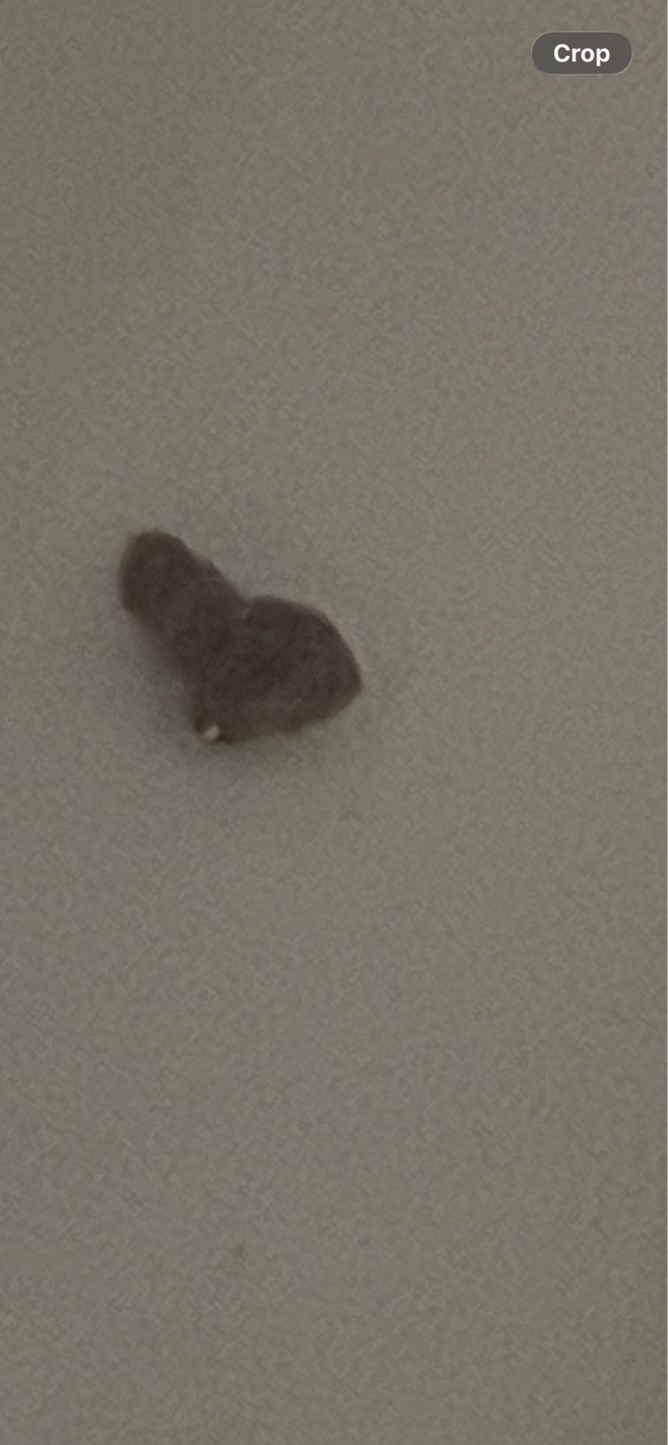 Drain fly