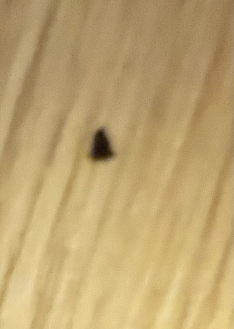 Drain Fly