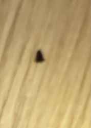 Drain Fly