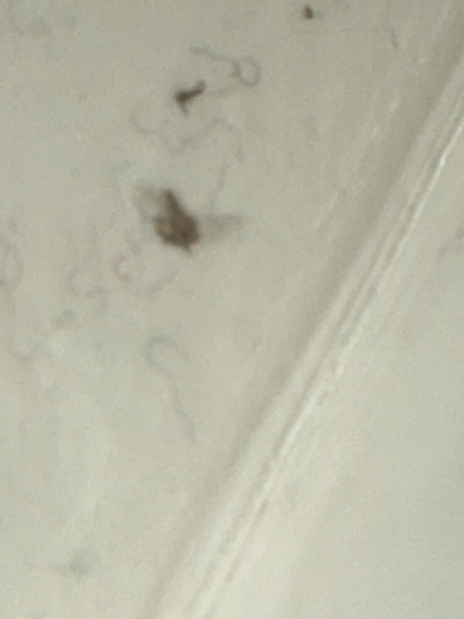 Drain Fly