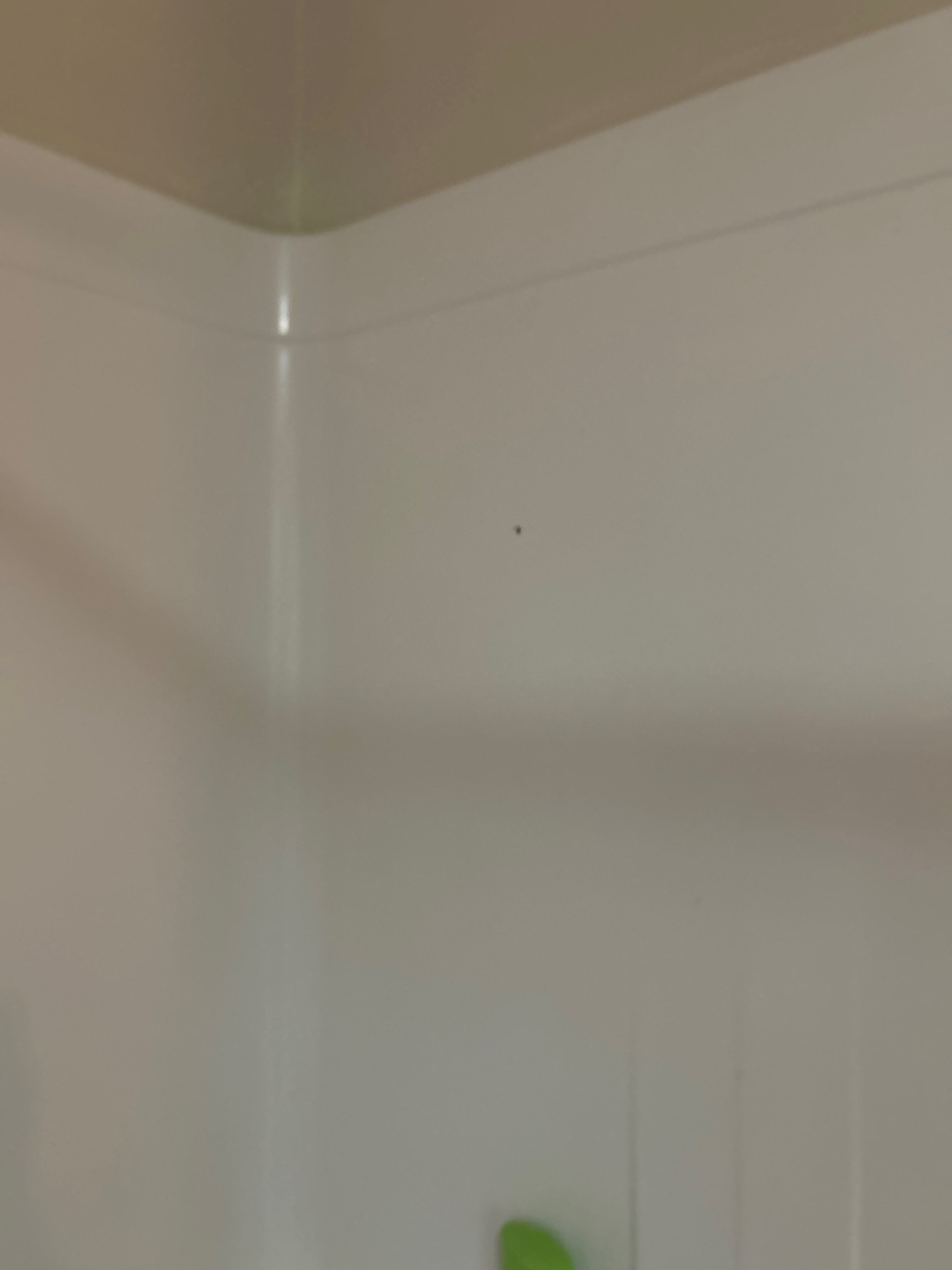 Drain Fly