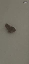 Drain fly