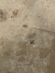 Drain Fly