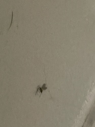 Drain Fly (also known as moth fly, filter fly, or sewer gnat)