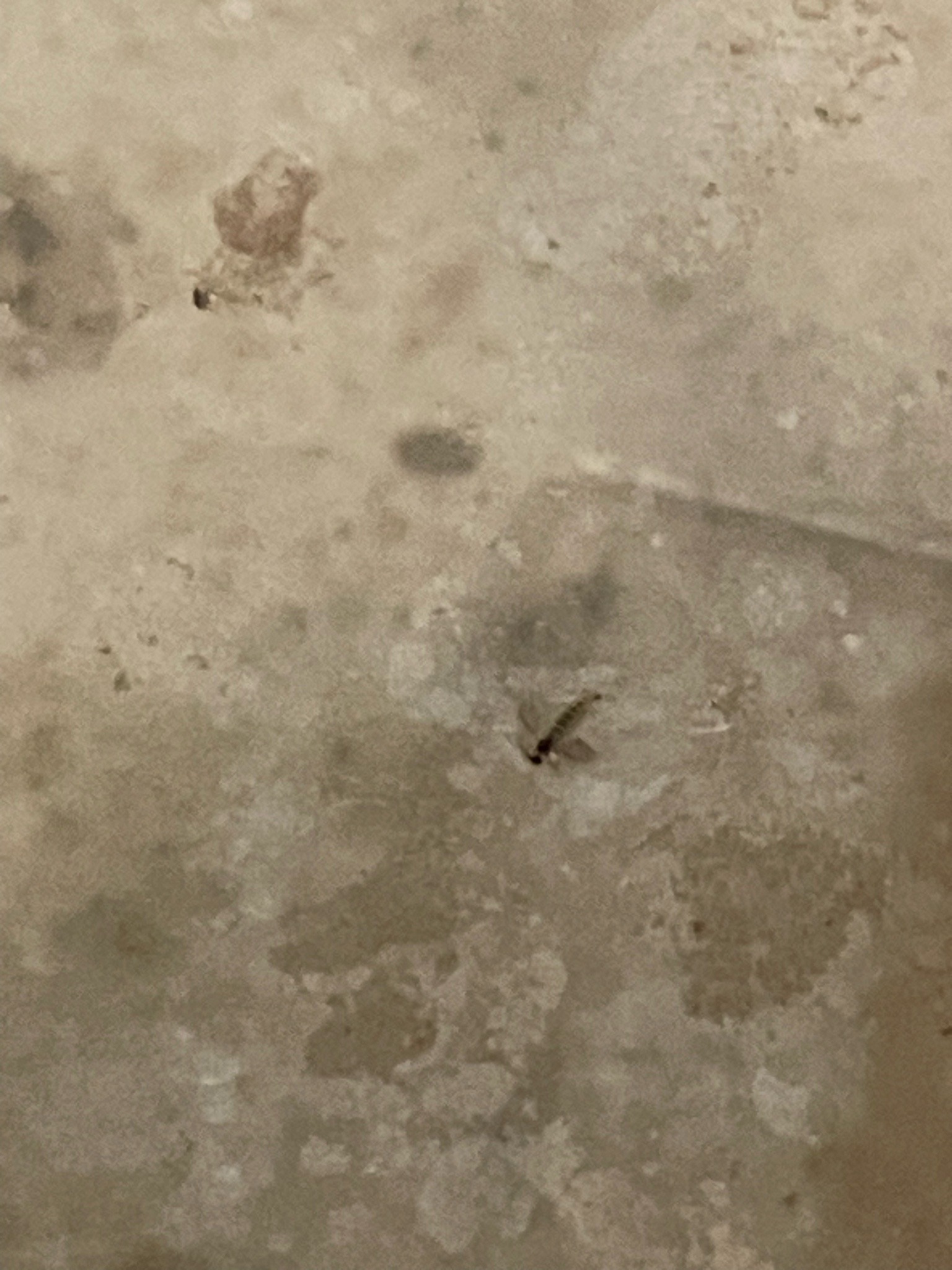Drain Fly
