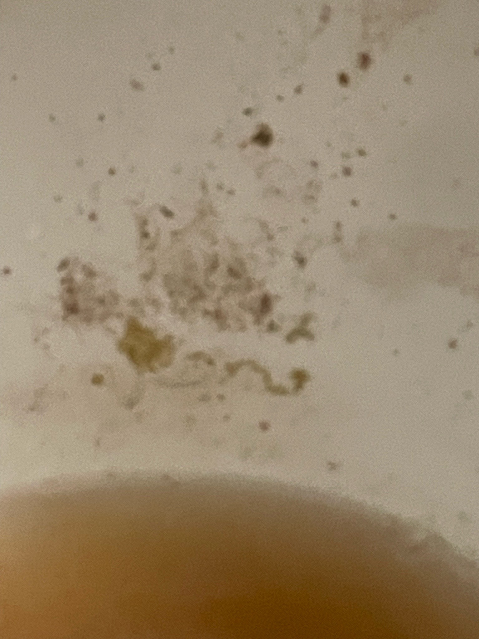 Drain Fly Larva
