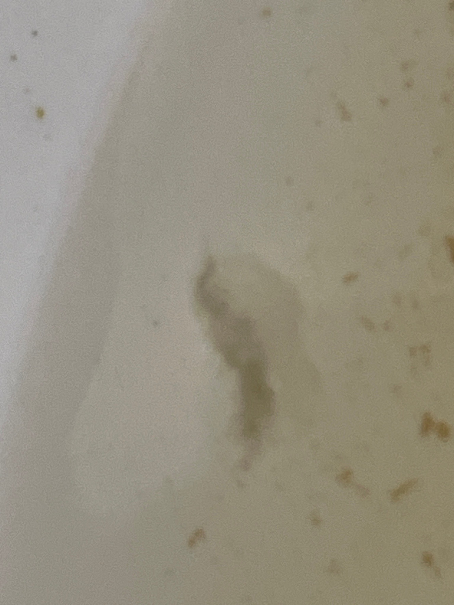 Drain Fly Larva
