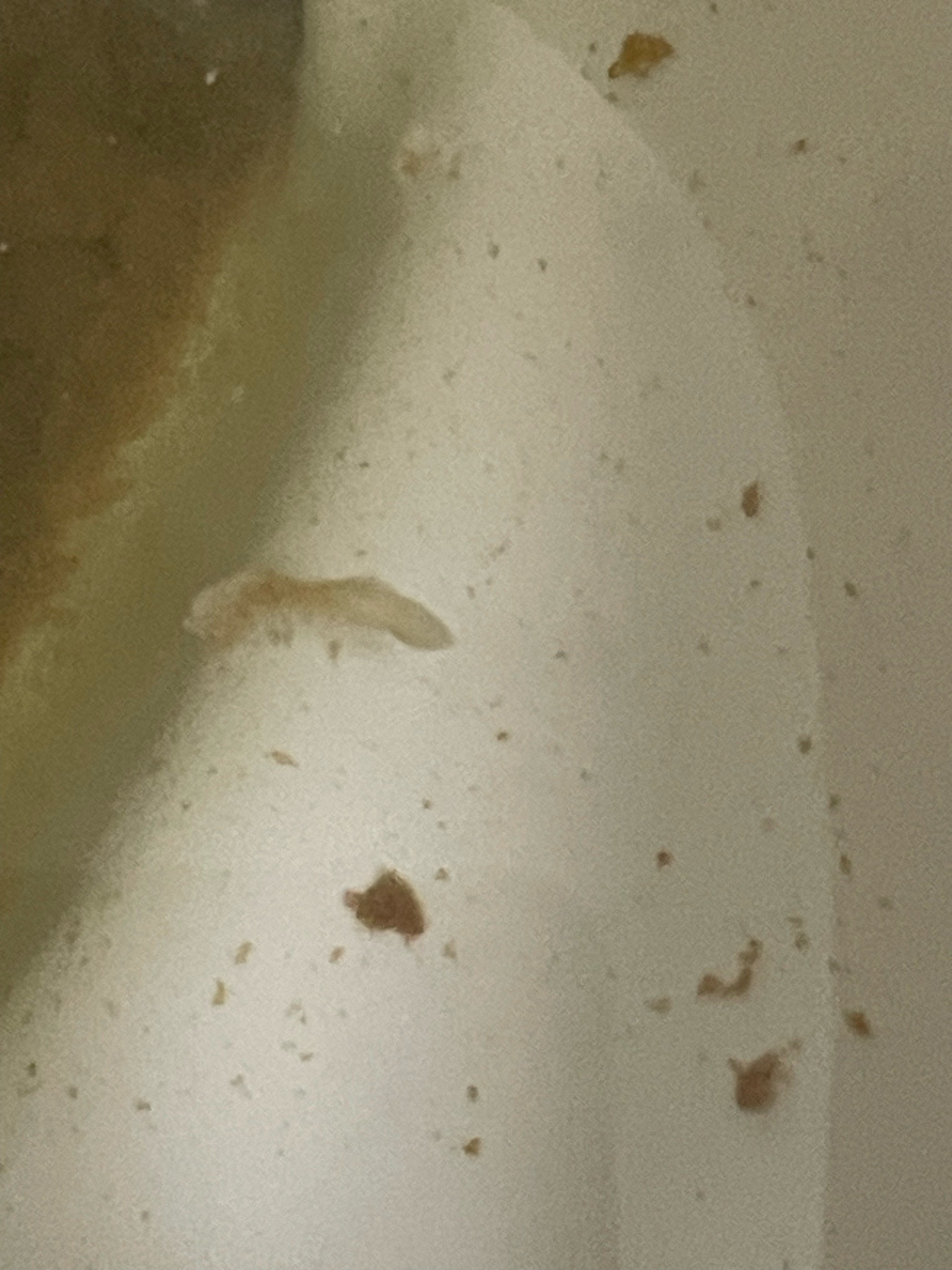 Drain Fly Larva