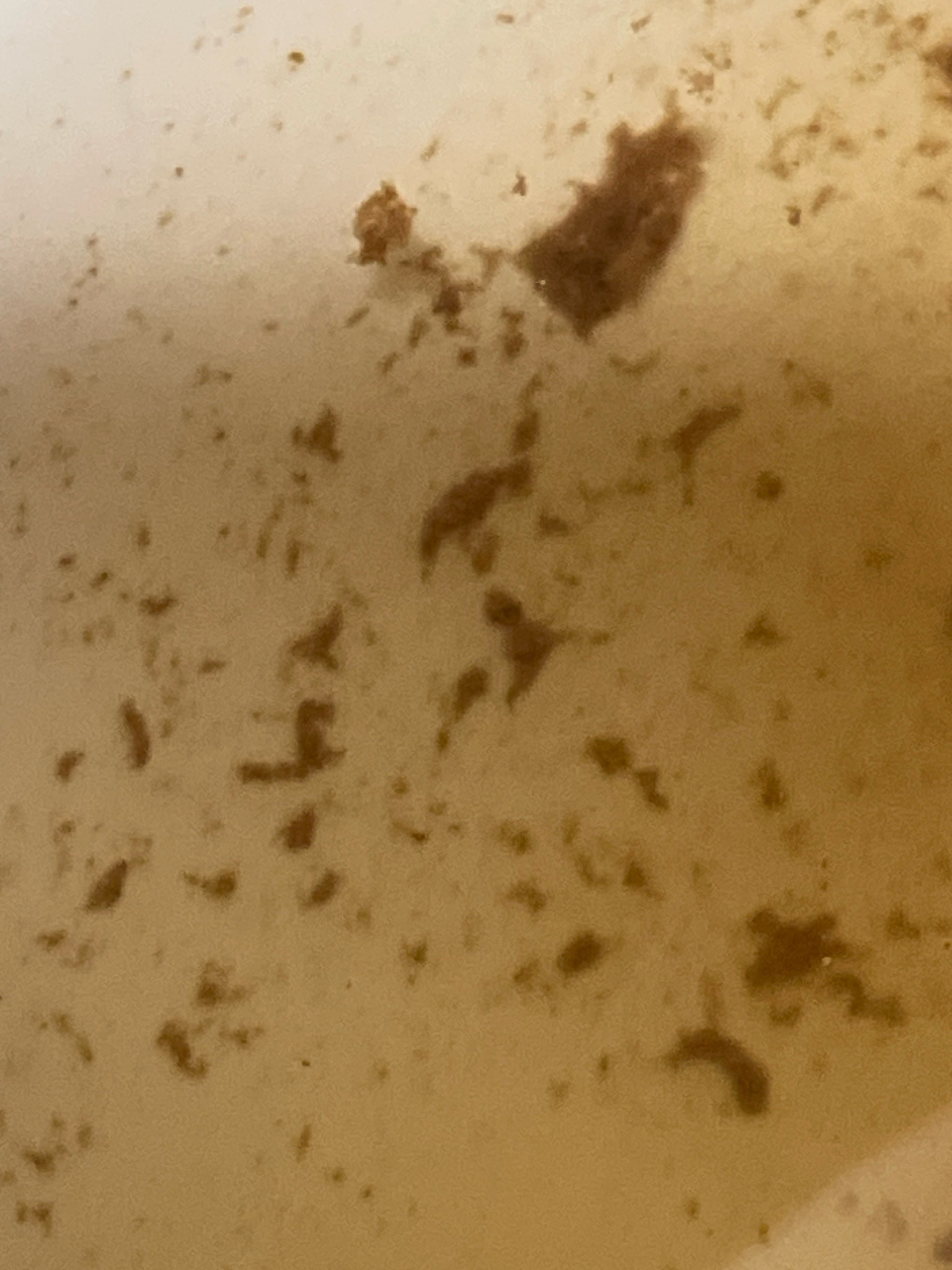 Drain Fly Larvae
