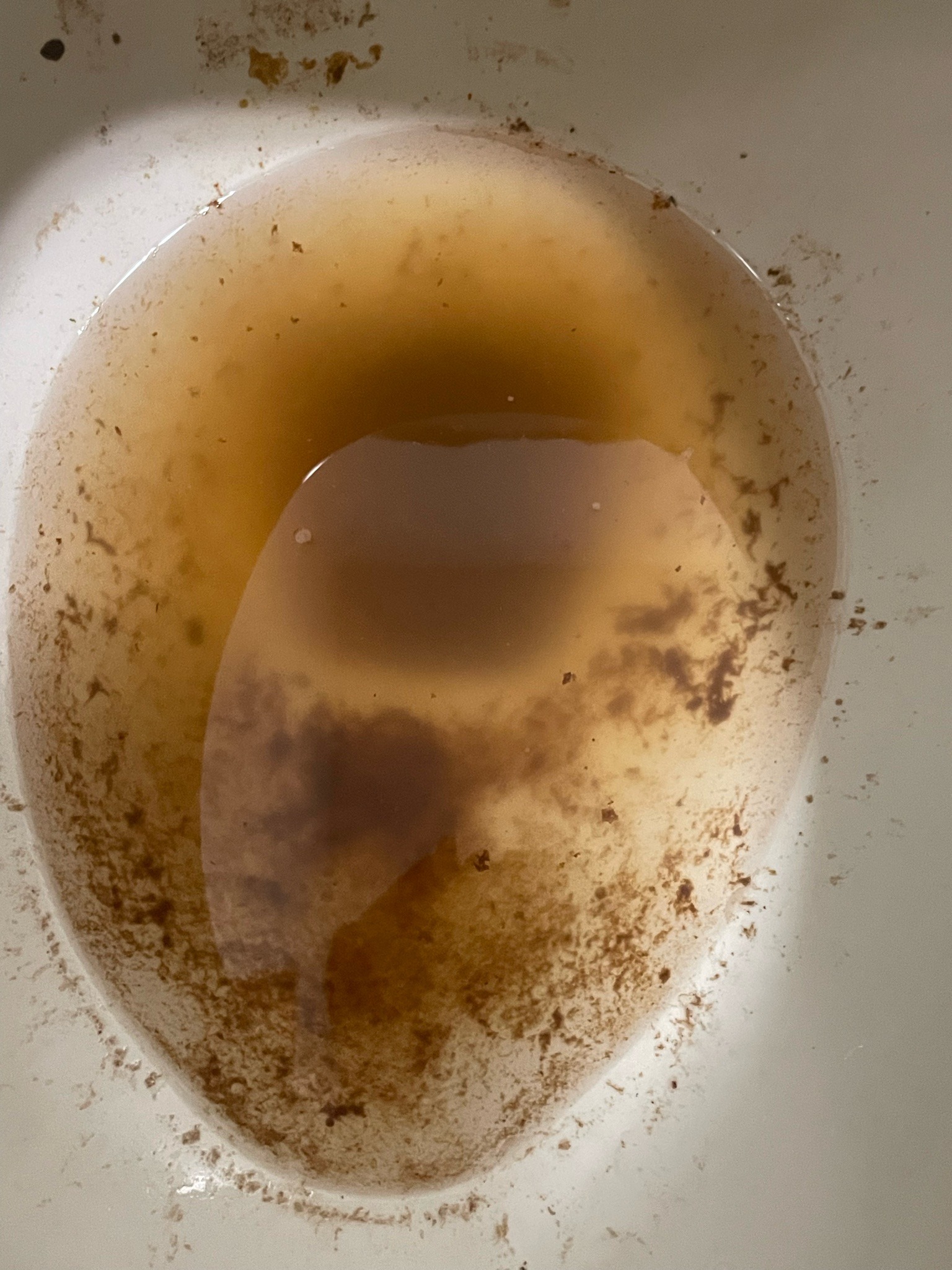 Drain Fly Larvae (Moth Fly)