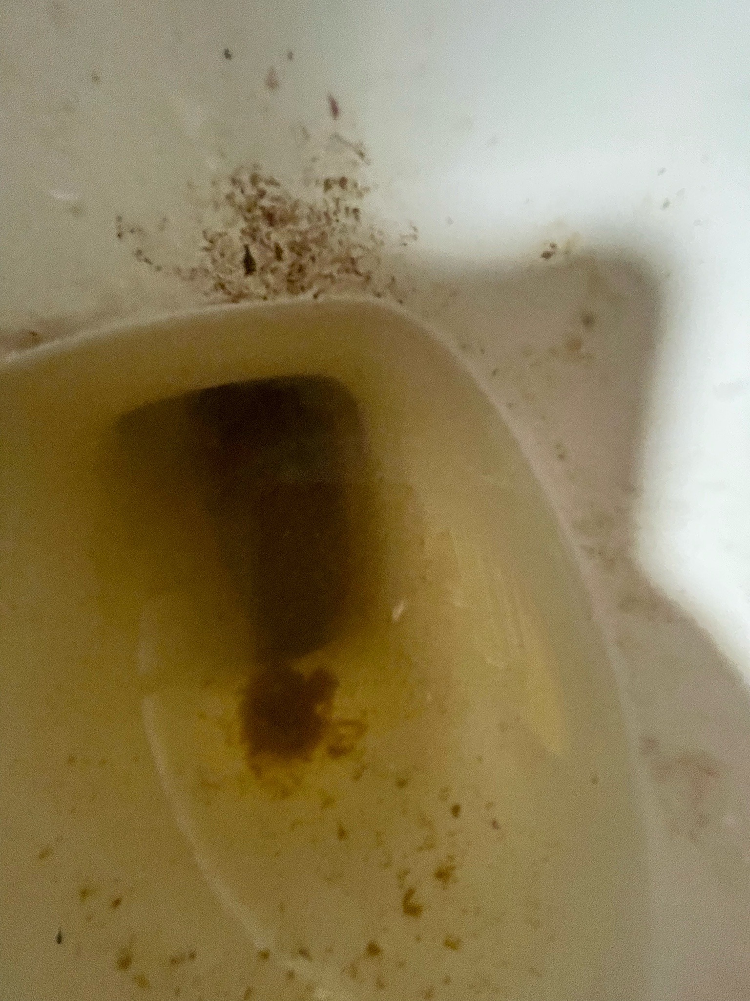Drain Fly Larvae (Psychodid fly)