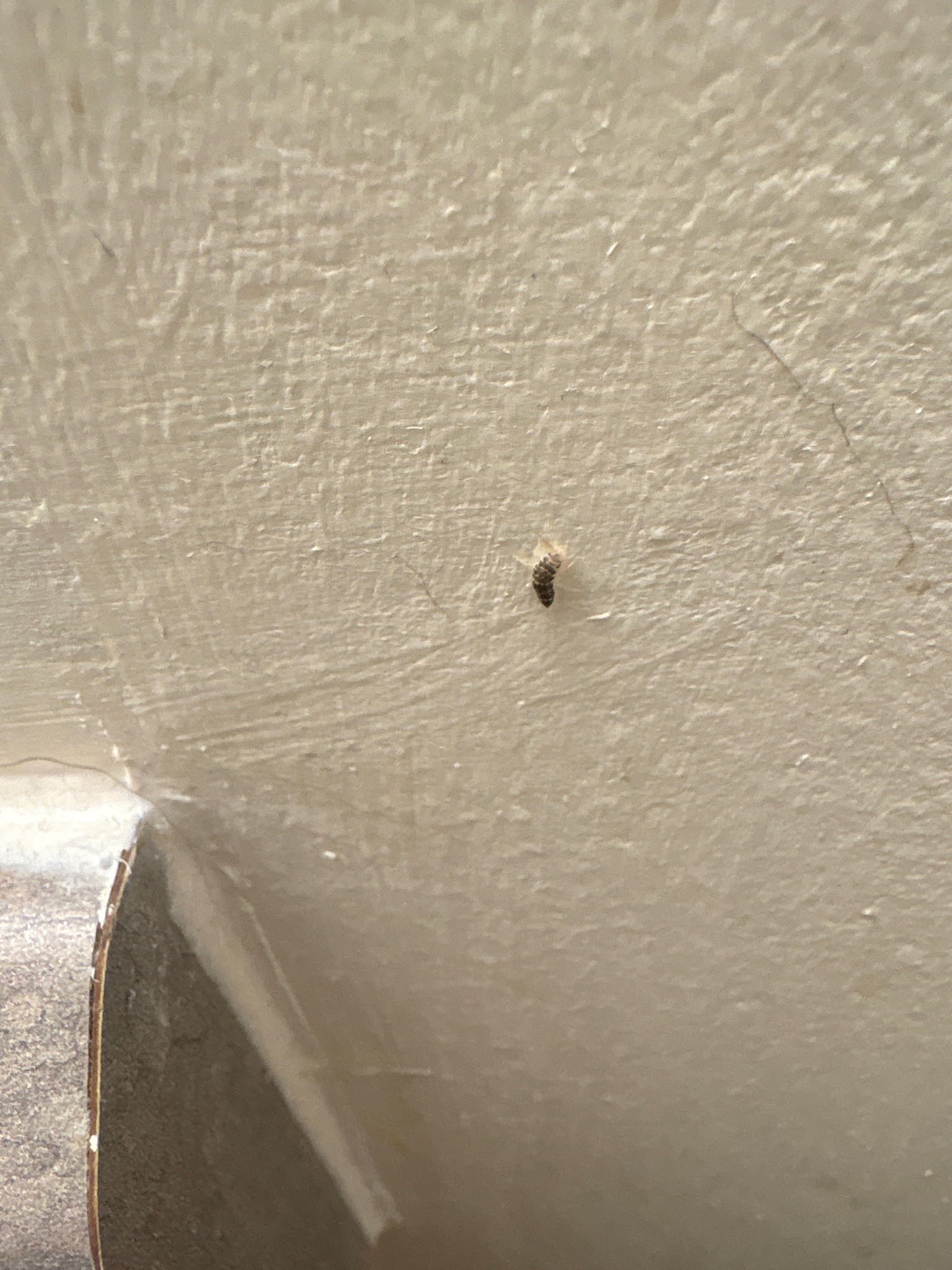 Drain fly (moth fly)