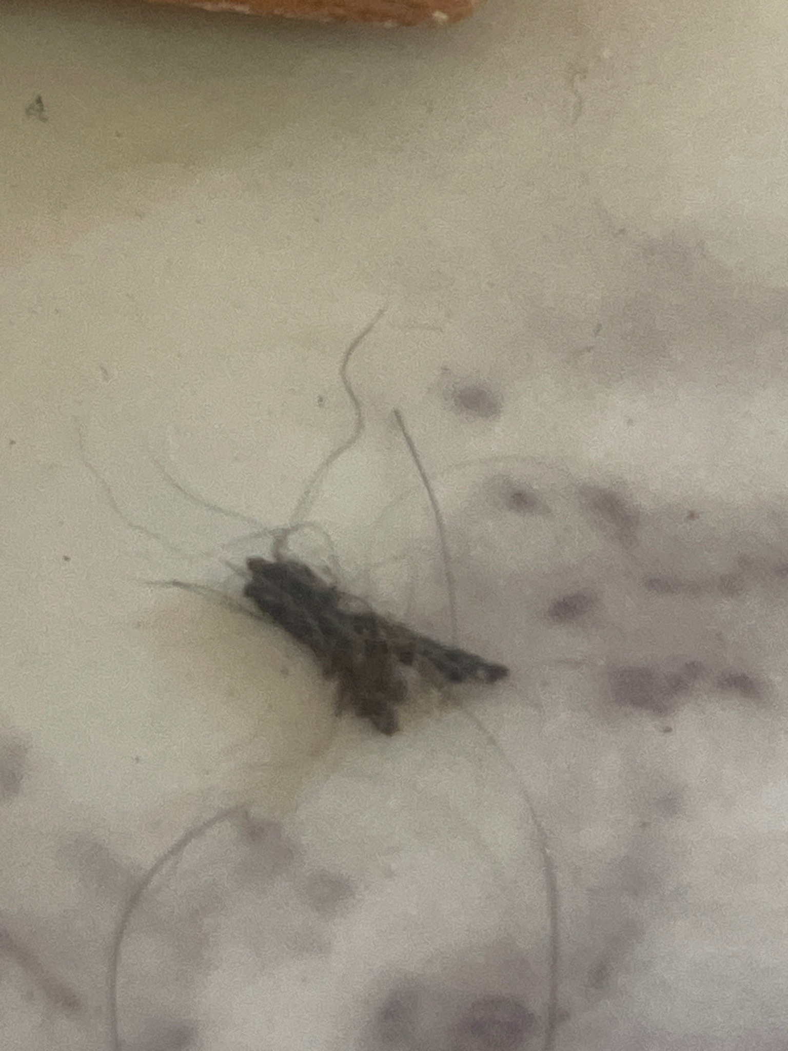 Drain Fly (Moth Fly)