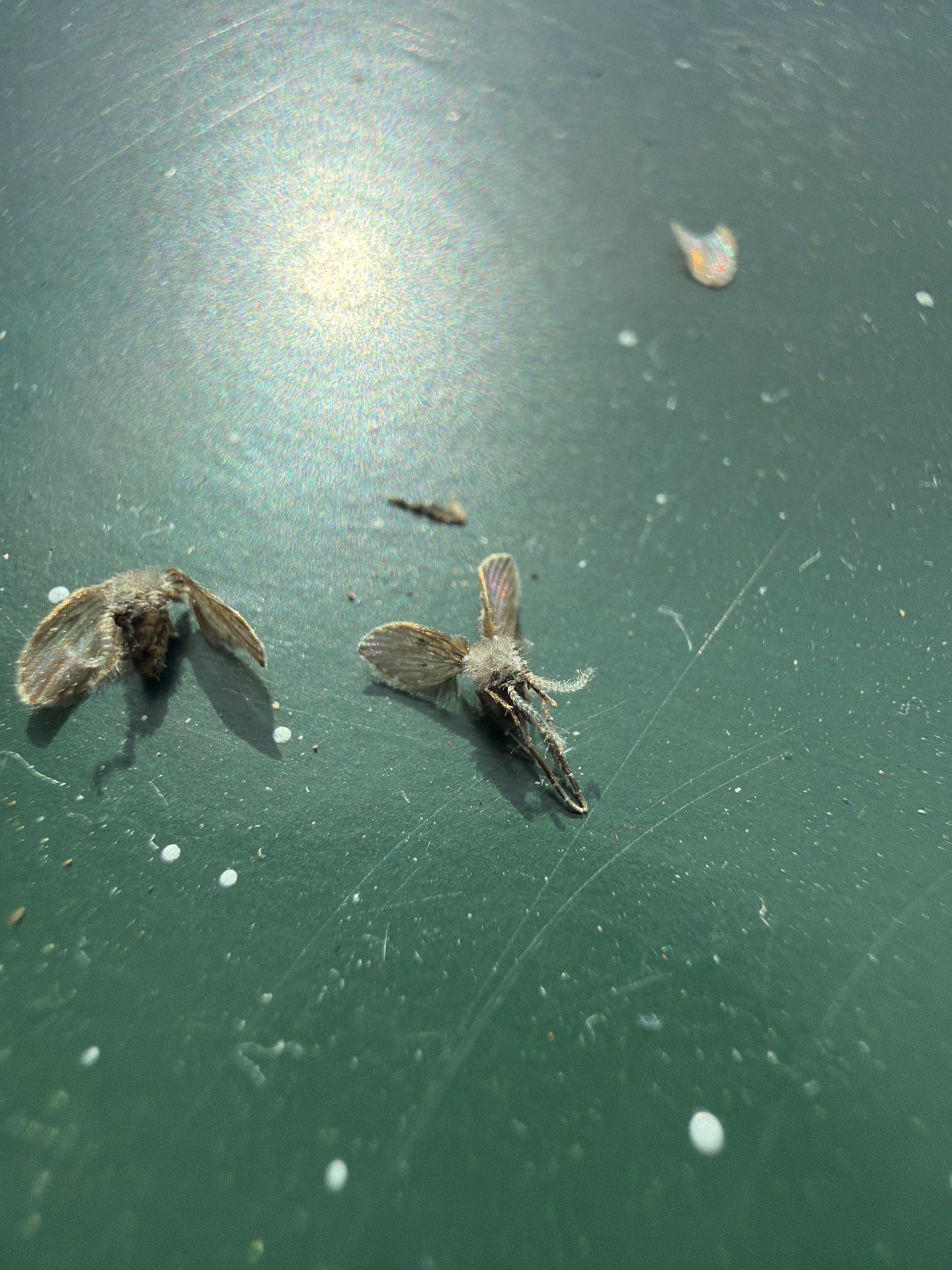 Drain fly (moth fly)