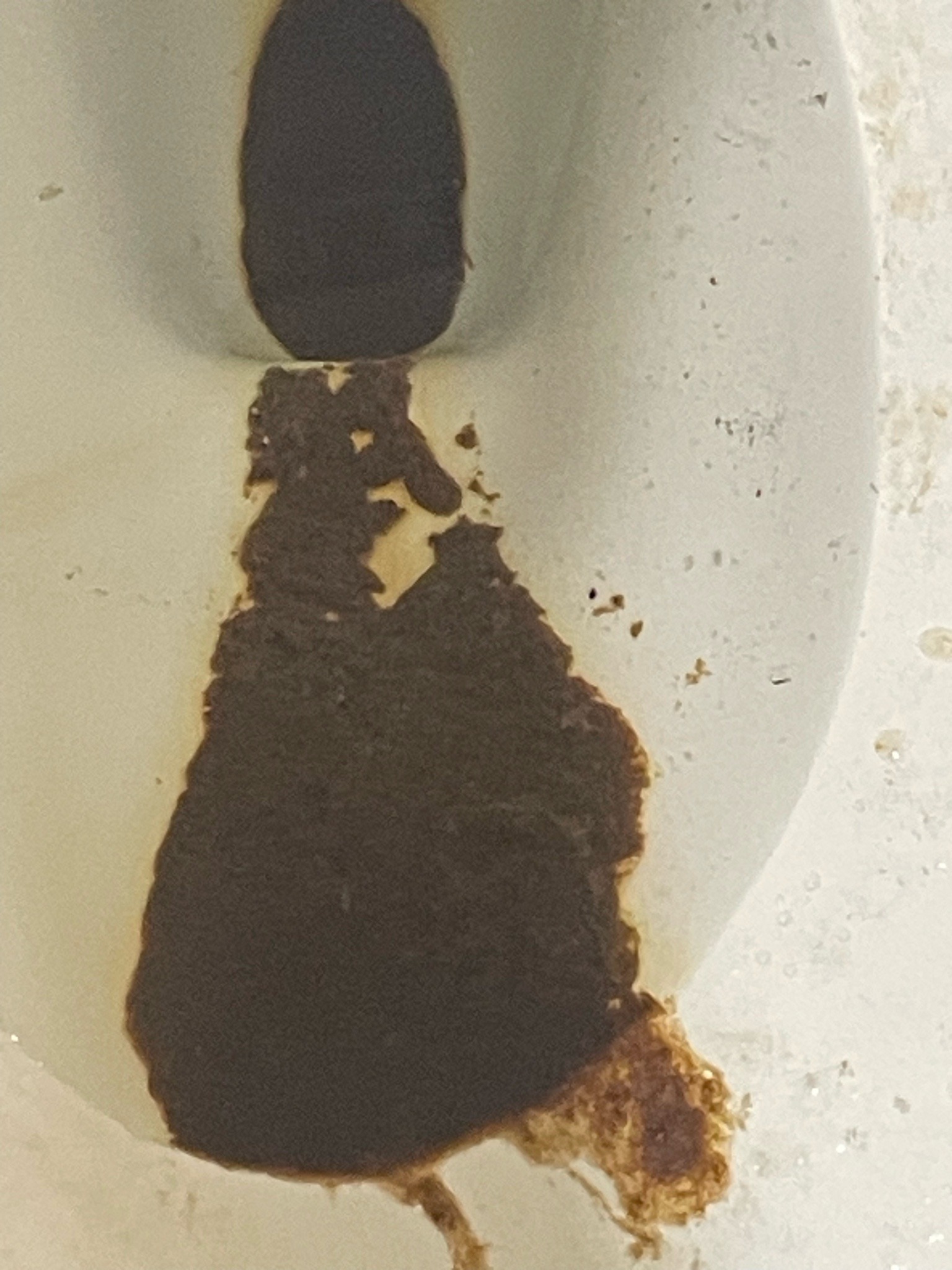 Drain fly (or Moth fly)