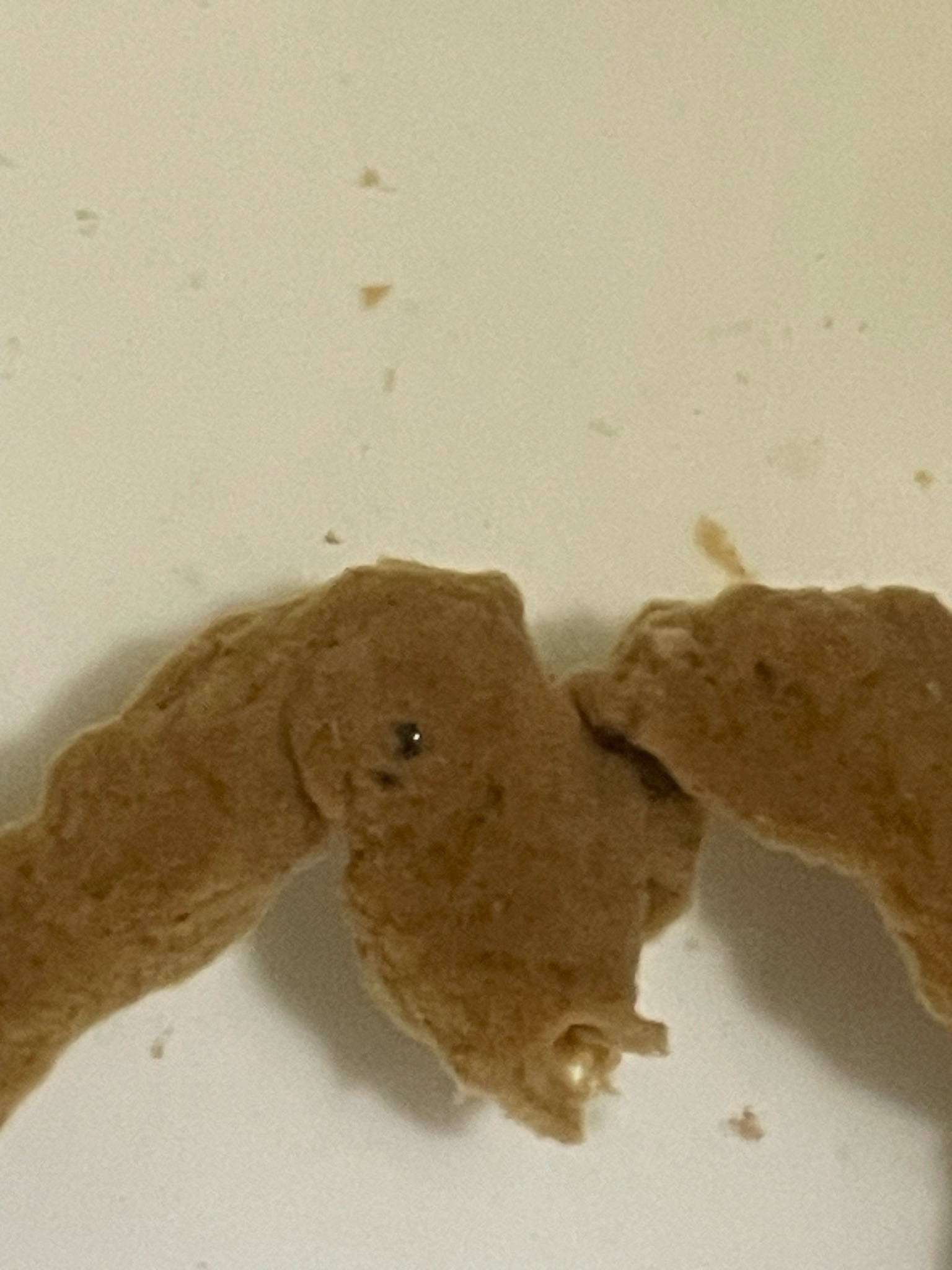 Drugstore Beetle