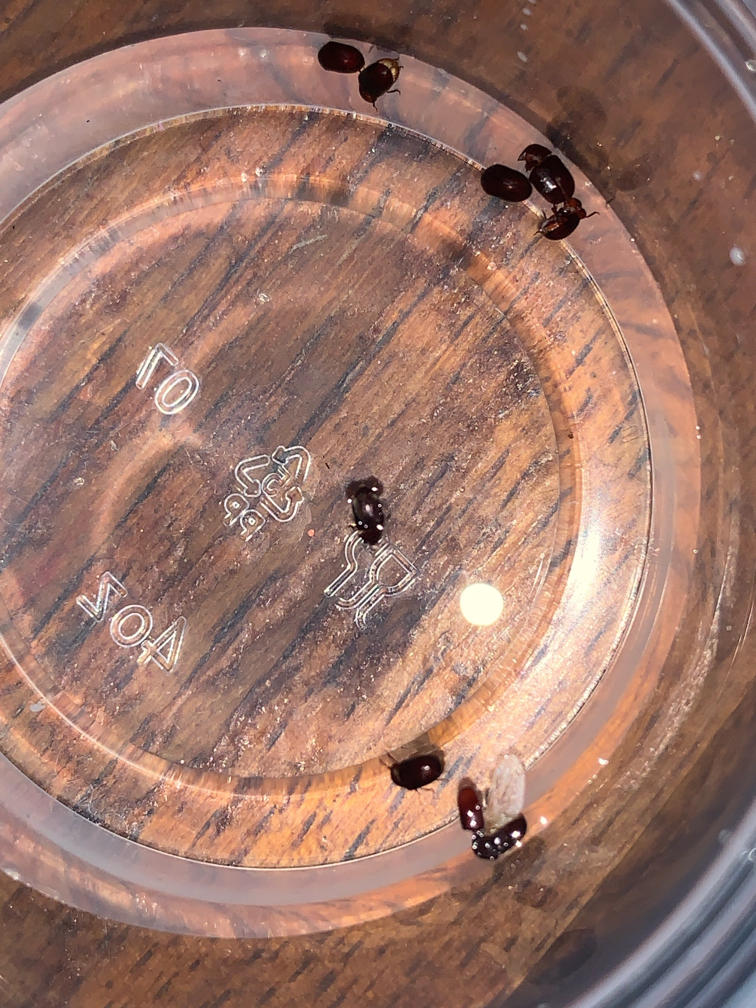 Drugstore beetle