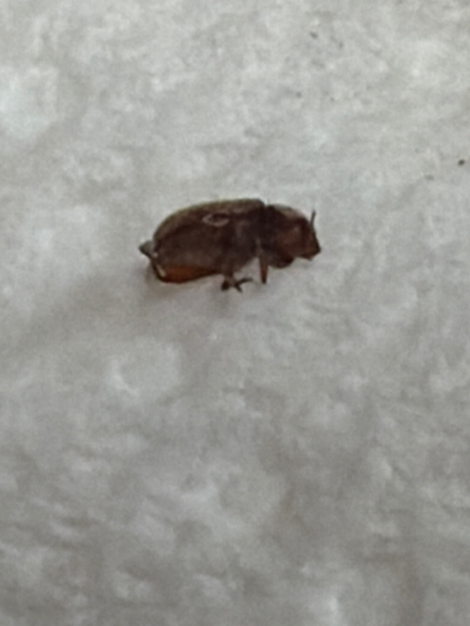 Drugstore Beetle