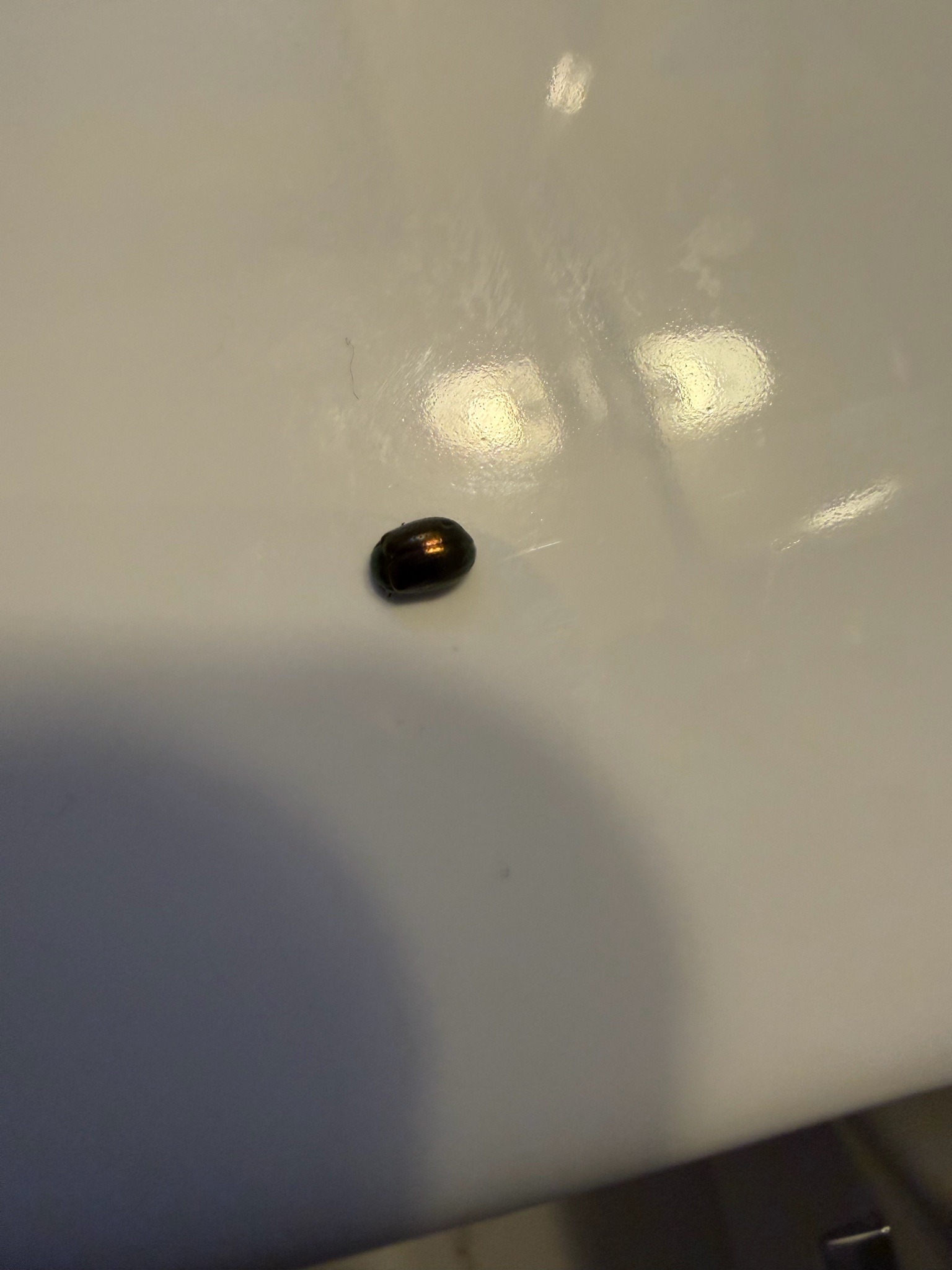 Drugstore beetle
